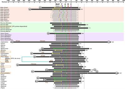 A Structure-Function Diversity Survey of the RNA-Dependent RNA Polymerases From the Positive-Strand RNA Viruses